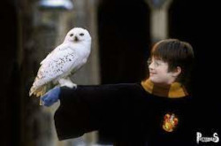 Edvige, il famiglio di Harry Potter